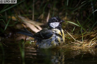 Mésange charbonnière