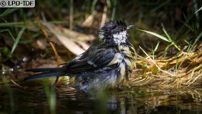 Mésange charbonnière