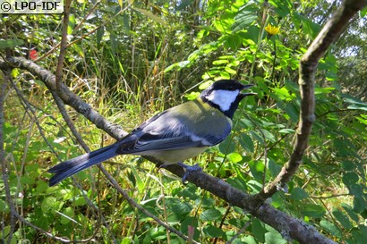 Mésange charbonnière