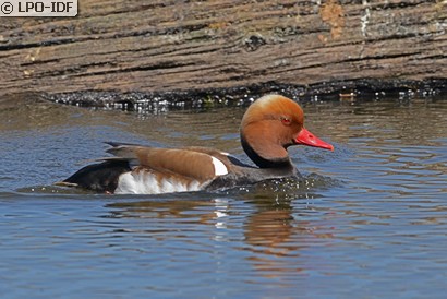 Nette rousse