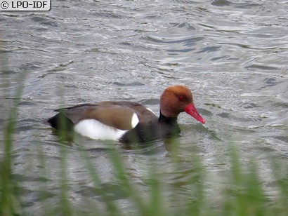 Nette rousse