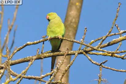 Perruche à collier