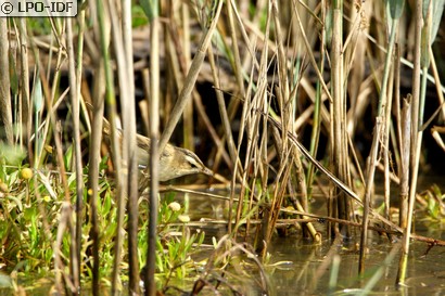 Phragmite des joncs