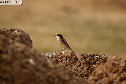 Pie-grièche à tête rousse