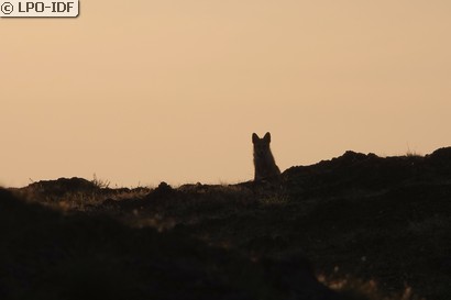 Renard roux