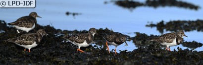 Tournepierre à collier