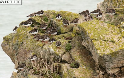 Tournepierre à collier