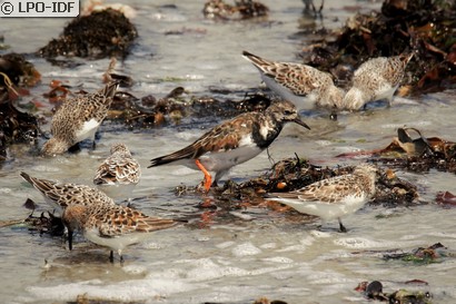 Tournepierre à collier