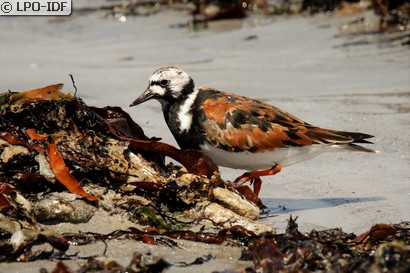 Tournepierre à collier