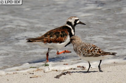 Tournepierre à collier