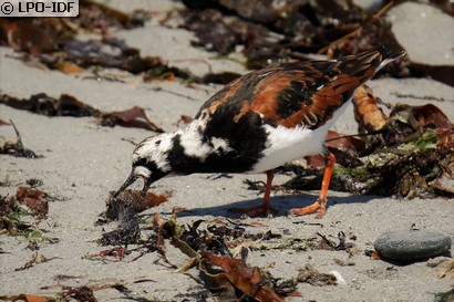 Tournepierre à collier