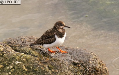 Tournepierre à collier