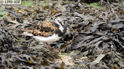 Tournepierre à collier