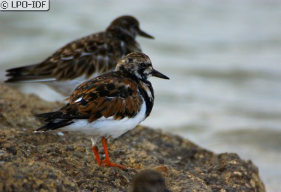 Tournepierre à collier