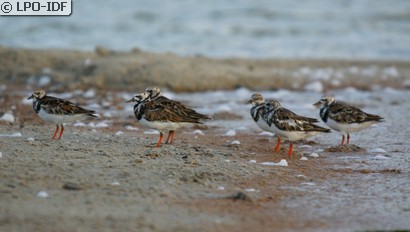 Tournepierre à collier