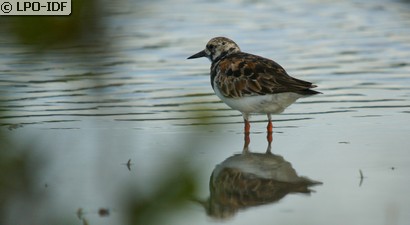 Tournepierre à collier