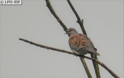 Tourterelle des bois