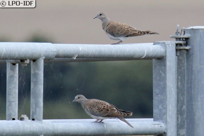 Tourterelle des bois