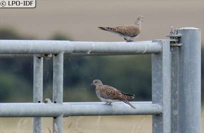 Tourterelle des bois