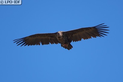 Vautour moine