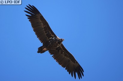Vautour moine