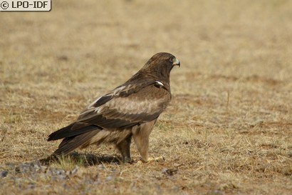 Aigle botté