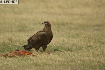 Aigle des steppes
