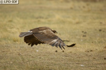 Aigle des steppes