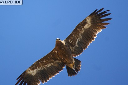 Aigle des steppes