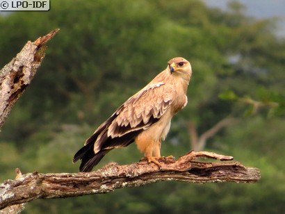 Aigle ravisseur