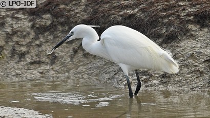 Aigrette garzette
