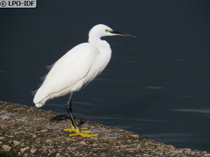 Aigrette garzette