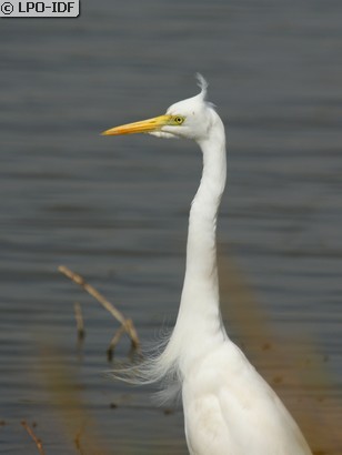 Aigrette intermédiaire