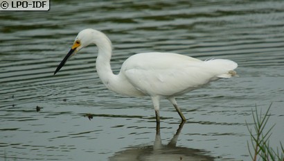 Aigrette neigeuse