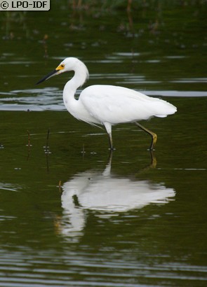 Aigrette neigeuse