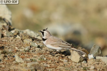 Alouette haussecol