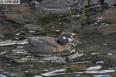 Arlequin plongeur