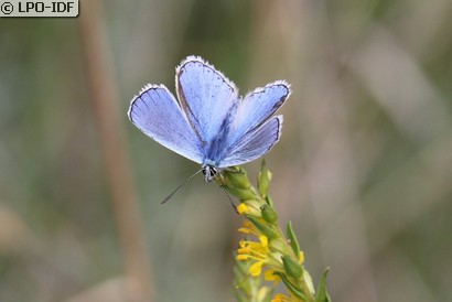 Azuré bleu céleste