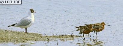 Barge rousse