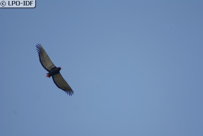 Bateleur des savanes