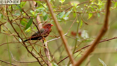 Bengali rouge