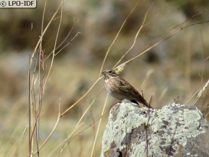 Bruant à calotte blanche