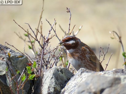 Bruant à calotte blanche