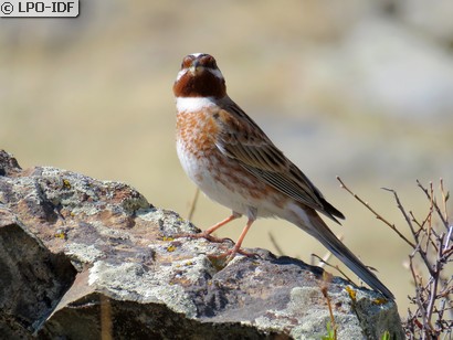Bruant à calotte blanche