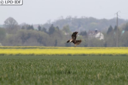 Busard des roseaux