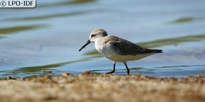 Bécasseau d'Alaska