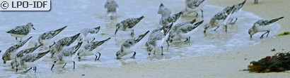 Bécasseau sanderling