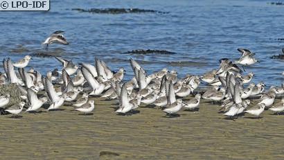Bécasseau sanderling