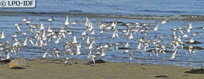 Bécasseau sanderling