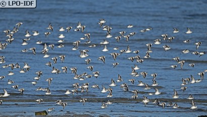 Bécasseau sanderling